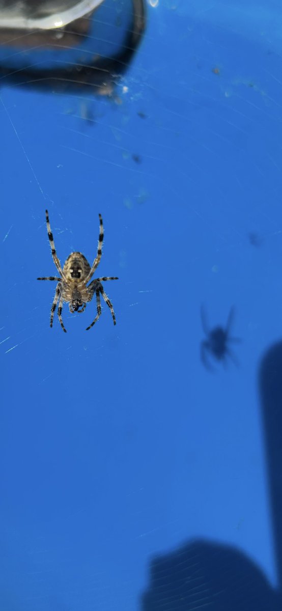 Kettering Wildlife corner tweet media