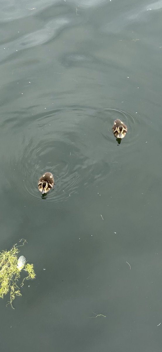 Kettering Wildlife corner tweet media