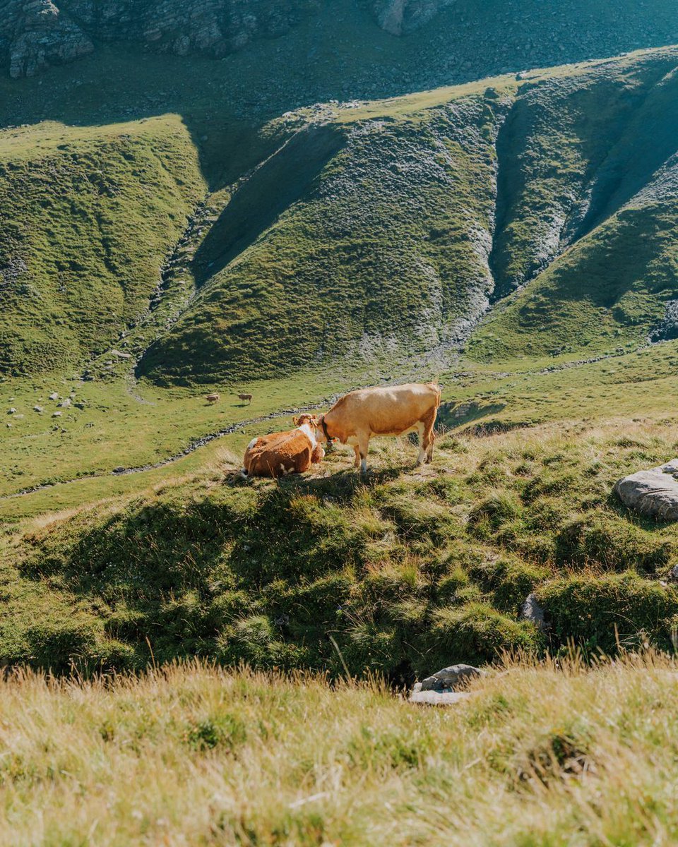 Oh to be a cow in the grindelwald mountains. 
You can meet cows in parts of Grindelwald, whether in the village or high up in the mountains
Proper behavior towards the animals is important:
Leave the cows undisturbed. In particular, do not touch the mother
instagram.com/lilia_rt/