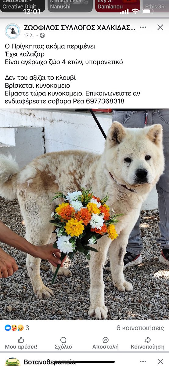 Χαλκίδα προς υιοθεσία