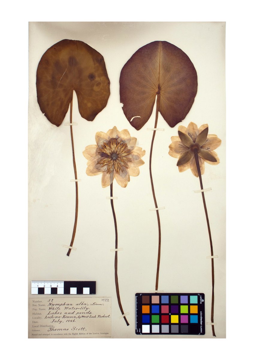 🌸 July's birth flower is the water lily!

Our 139-year-old Nymphaea alba specimen was collected in 1886 at Loch-na-Kenna. Native to Britain, white water lilies support pond life—sheltering frogs, dragonflies &amp; more.

Tag a July baby! 💧🐸🌿