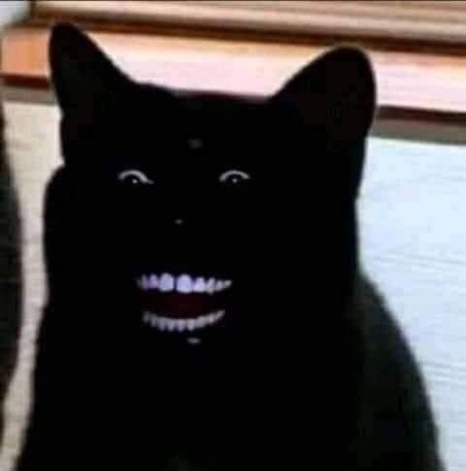 __aprt's tweet image. 明日、こいつを筆頭に猫ミームが復活するらしい