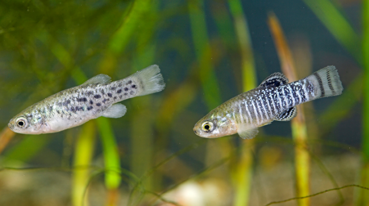 ceabcsic's tweet image. Researchers from #CEAB @CSIC join global efforts like @erga_biodiv or @sangerinstitute to decode the genomes of threatened and unknown species.
This growing “DNA atlas” reveals how life adapts, survives, and interacts.
More 🔗bit.ly/3TTrKYn