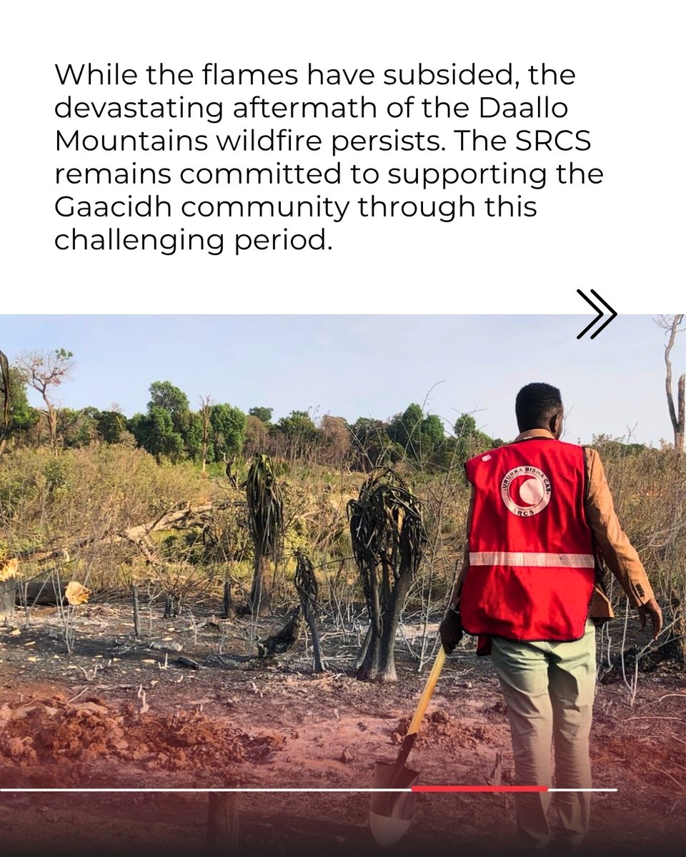 A devastating 🔥 wildfire broke out in the Daallo Mountains of Somaliland’s Sanaag region, destroying over 200 farms and displacing families. 

The SRCS #BishaCas acted swiftly, deploying:

🚑Medical teams comprising first aid and mobile clinics (20+ treated)
📢 Firefighting and