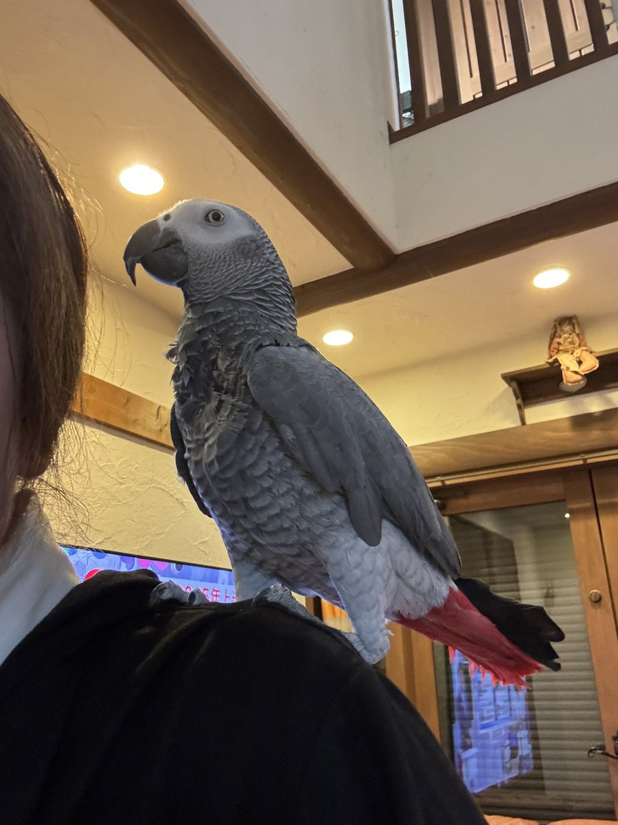 本日、YouTubeにアップしました🐦
観てもらえたら嬉しいです🐦☺️
宜しくお願いします🐦☺️

【鬼滅の刃】劇場版『無限城編』第一章 #kimetsunoyaiba  #africangrayparrot #rengokukyoujurou youtu.be/je-fYMwSmxw?si… <a href="/YouTube/">YouTube</a>より
#YouTube