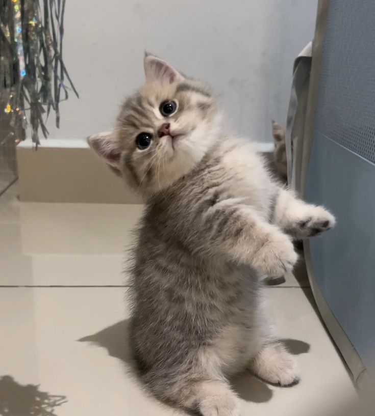 cutest cats (@cutestscats) on Twitter photo 