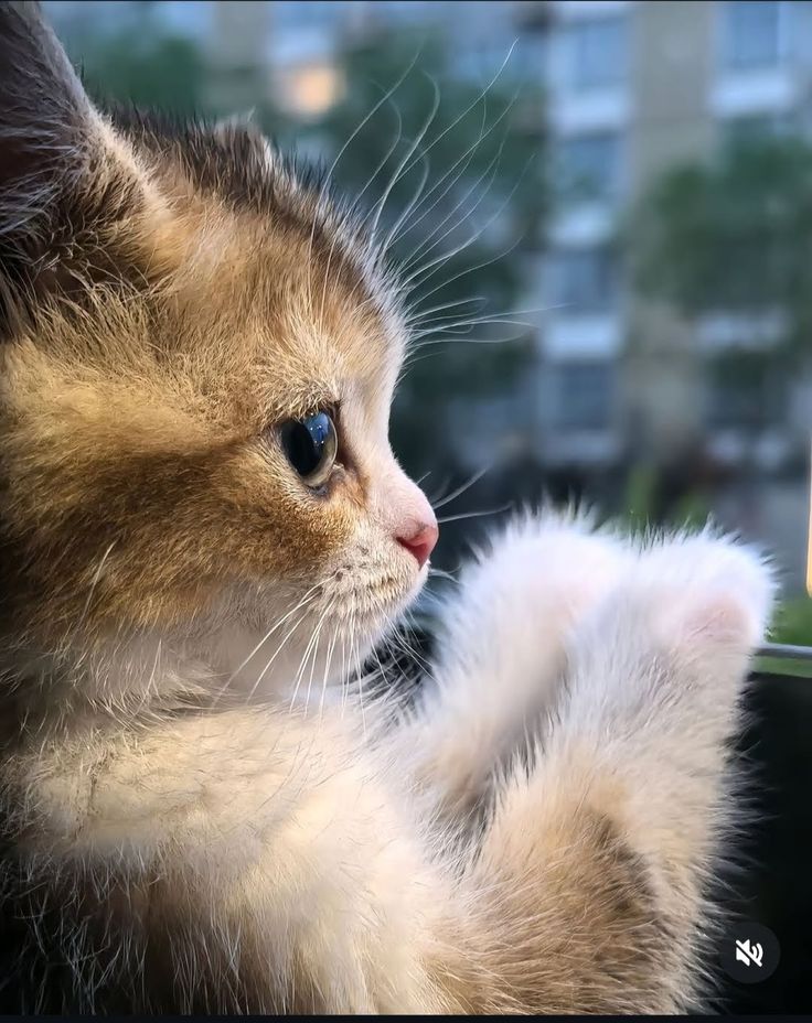 cutest cats (@cutestscats) on Twitter photo 