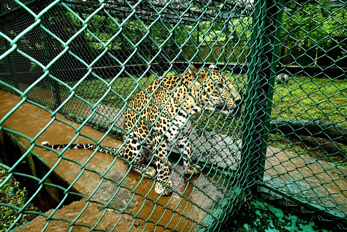 RamdasAthawale's tweet image. I had the honour of attending the 7th birthday celebration of the adopted leopard at Sanjay Gandhi National Park, Mumbai.
Let us strengthen our commitment to wildlife conservation and environmental harmony.
#WildlifeProtection #RamdasAthawale #RPI #SGNP