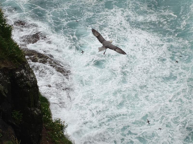 RSPB NI (@rspbni) on Twitter photo 🚨Important!🚨
Due to the weather conditions, our Rathlin West Light Seabird Centre will be closed today (Fri 4 July) from 1pm. We apologise for any inconvenience this may cause.
We hope the Seabird Centre will reopen as normal tomorrow - weather depending.
📷Photo by Dakota Reid 🚨Important!🚨
Due to the weather conditions, our Rathlin West Light Seabird Centre will be closed today (Fri 4 July) from 1pm. We apologise for any inconvenience this may cause.
We hope the Seabird Centre will reopen as normal tomorrow - weather depending.
📷Photo by Dakota Reid