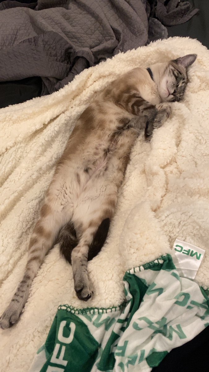 Midnight_rose11's tweet photo. I’m never getting my blanket back…

https://t.co/Av8YyRRruV https://t.co/7qafyDzn5K