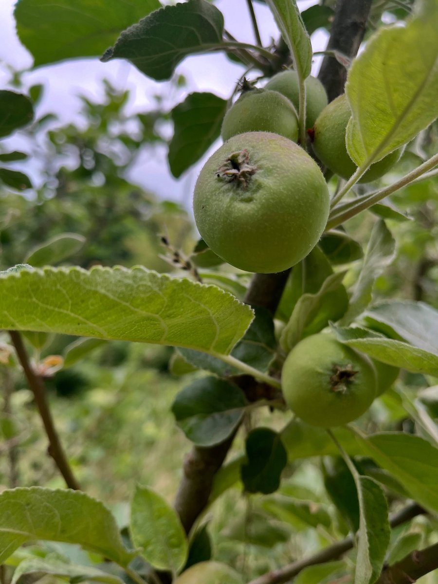 It’s the height of summer and the apples are growing bigger… the submission window for the autumn issue is now open! Send in your short, minimal and concrete poems by 32st July. 🍂🌀
