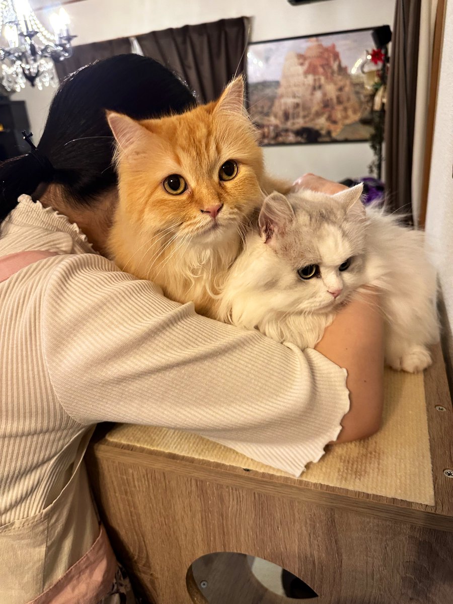 NEKOLAND13's tweet image. 『明日日本滅亡するらしいよ』と言ったら秒で猫吸い溜め始めた妻氏。