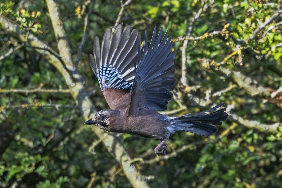 Brian Martin (@briansmrtyr1) on Twitter photo A Jay not the easiest bird to Photograph especially in flight.
<a href="/teesbirds1/">teesbirds</a> @DurhamBirdclub <a href="/teeswildlife/">Tees Wildlife</a> <a href="/Natures_Voice/">RSPB</a> <a href="/NatureUK/">NatureUK</a> <a href="/WildlifeMag/">BBC Wildlife</a> <a href="/BBCSpringwatch/">BBC Springwatch</a>
#birdwatching #wildlifephotography #birds A Jay not the easiest bird to Photograph especially in flight.
<a href="/teesbirds1/">teesbirds</a> @DurhamBirdclub <a href="/teeswildlife/">Tees Wildlife</a> <a href="/Natures_Voice/">RSPB</a> <a href="/NatureUK/">NatureUK</a> <a href="/WildlifeMag/">BBC Wildlife</a> <a href="/BBCSpringwatch/">BBC Springwatch</a>
#birdwatching #wildlifephotography #birds