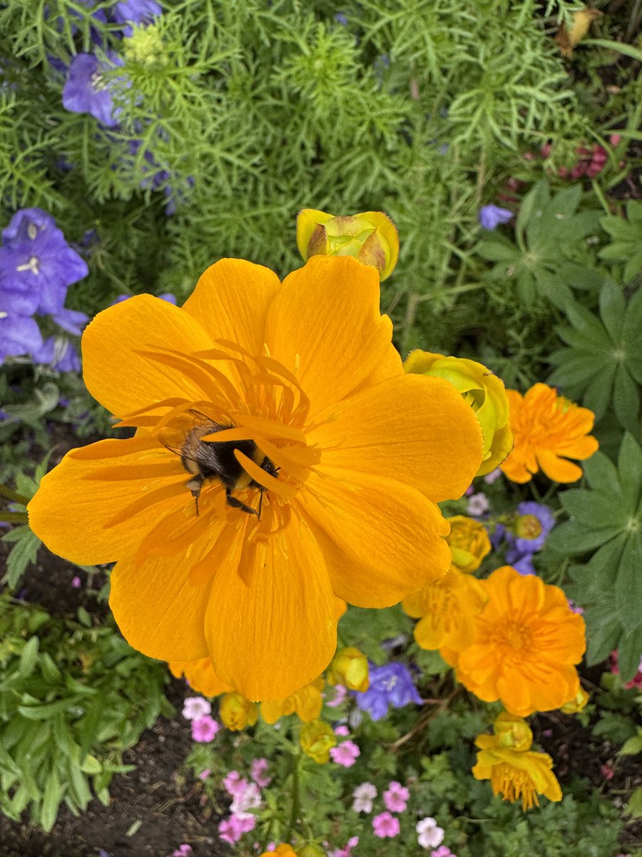 #FlowersOnFriday

Golden Queen with a Bee inside 🐝
🌼💛🌼💛

#FlowersOnX 
#GardeningX