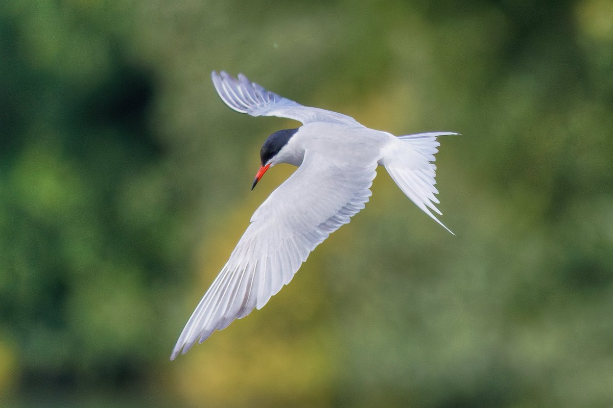 Michael80798575's tweet image. Common Tern seen on forge Mill Lake sandwell Valley @Natures_Voice @RSPBEngland @RSPBSandwell @RSPBbirders @WestMidBirdClub @WildlifeMag @BBCSpringwatch #Tern #Commontern