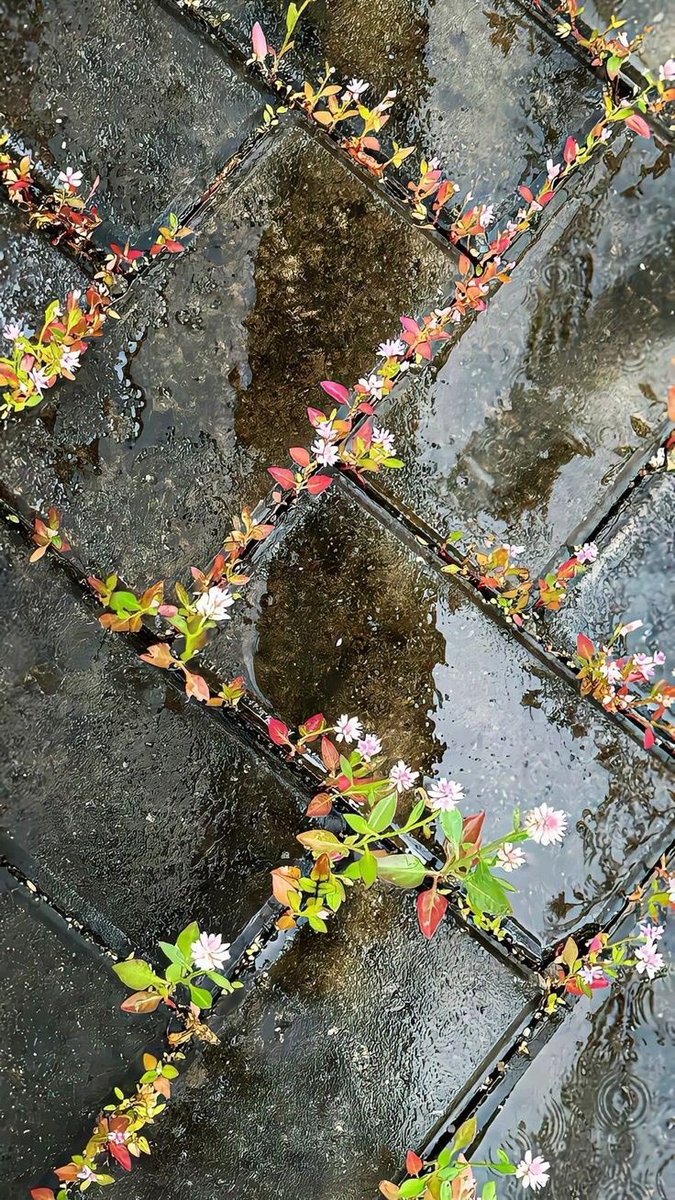 "Yaşam, bir yolunu bulur."