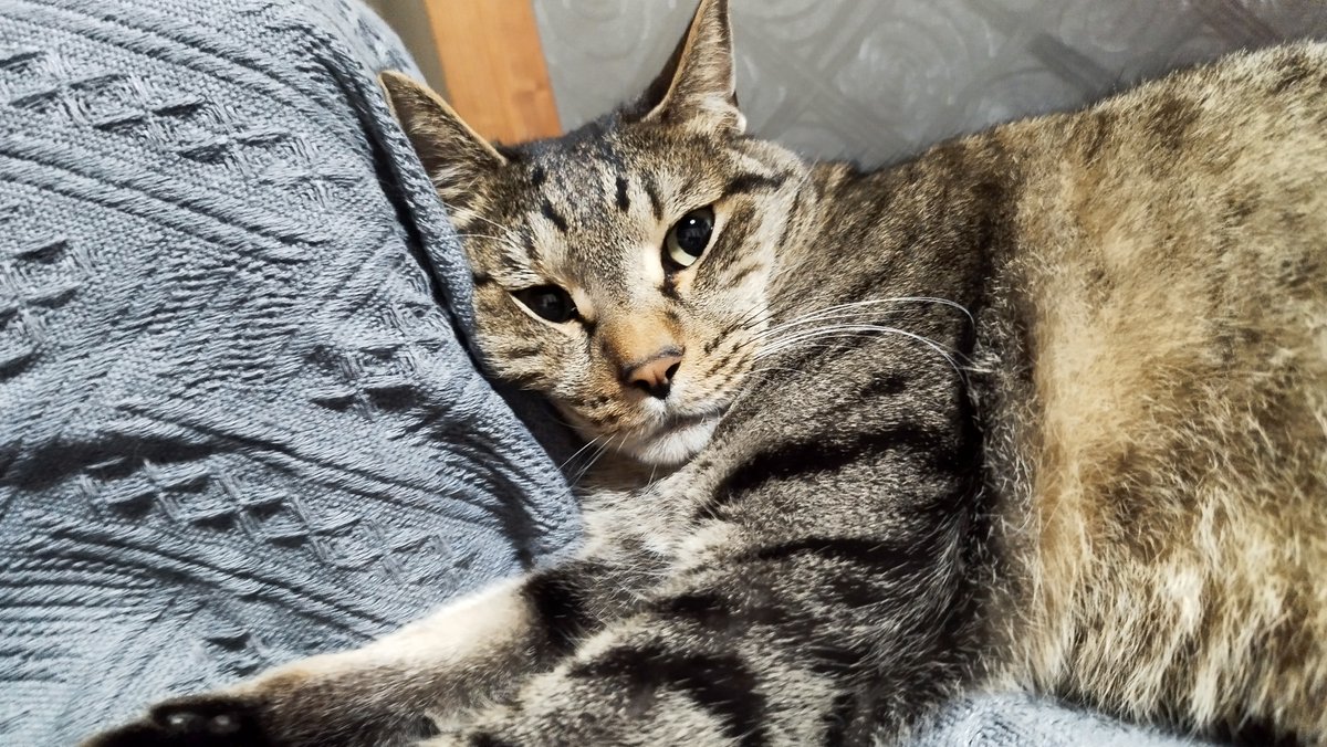 yuuyuu_dou's tweet photo. 何か、ぶｓ・・・・、いや、逆に可愛い。

#元野良猫  #キジトラ猫 #保護猫 #猫のいる暮らし #猫���きさんと繋がりたい #ねこのいる幸せ https://t.co/ueEk7r9oUH