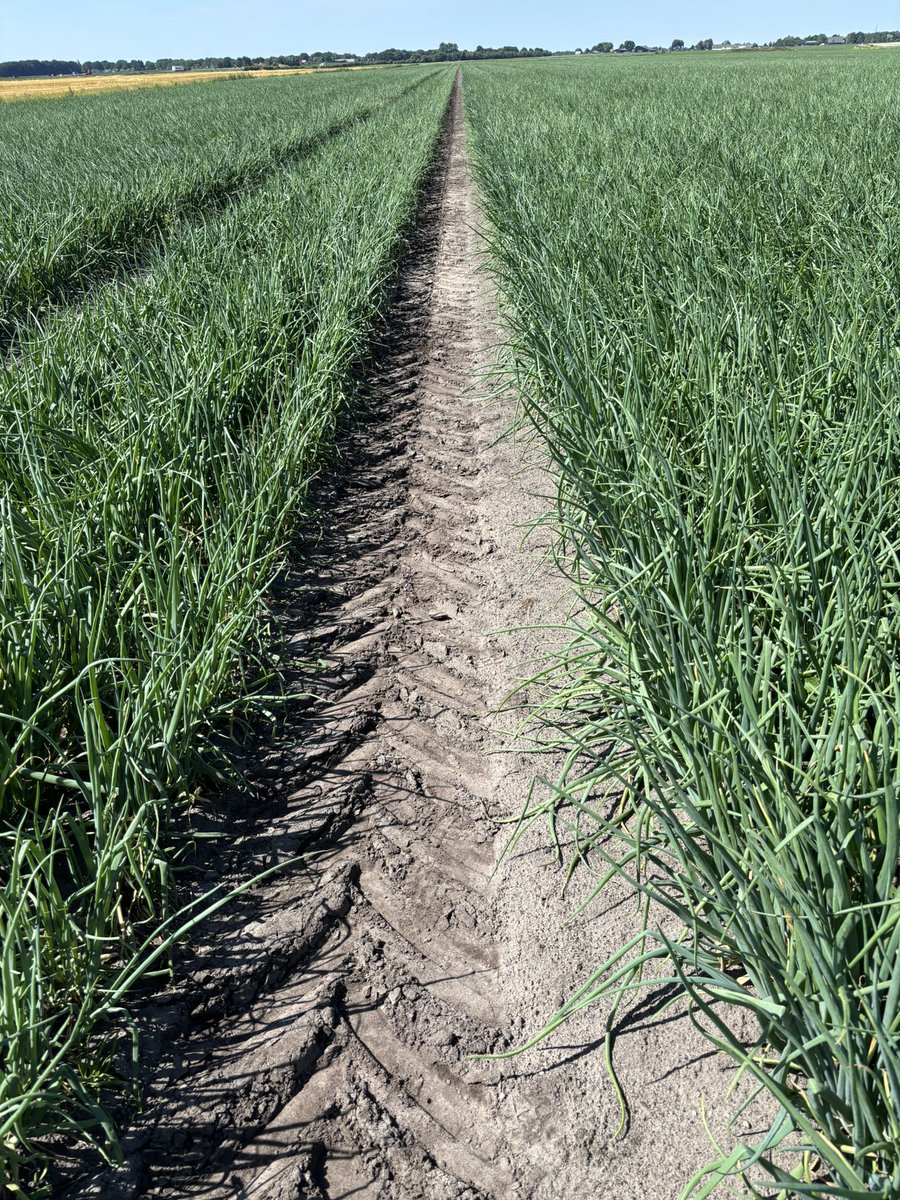 Prachtige blokken #Hyway en #RedRay in het mooie Drenthe.<a href="/BejoBenelux/">Bejo Benelux</a> <a href="/jurgensiebring/">Jurgen Siebring</a> <a href="/DeGrootenSlot/">De Groot en Slot</a>