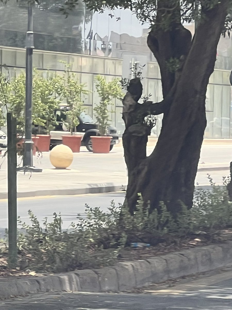 flizz_art's tweet photo. I guess this tree needed a break from growing. https://t.co/sZVY88b4Wg