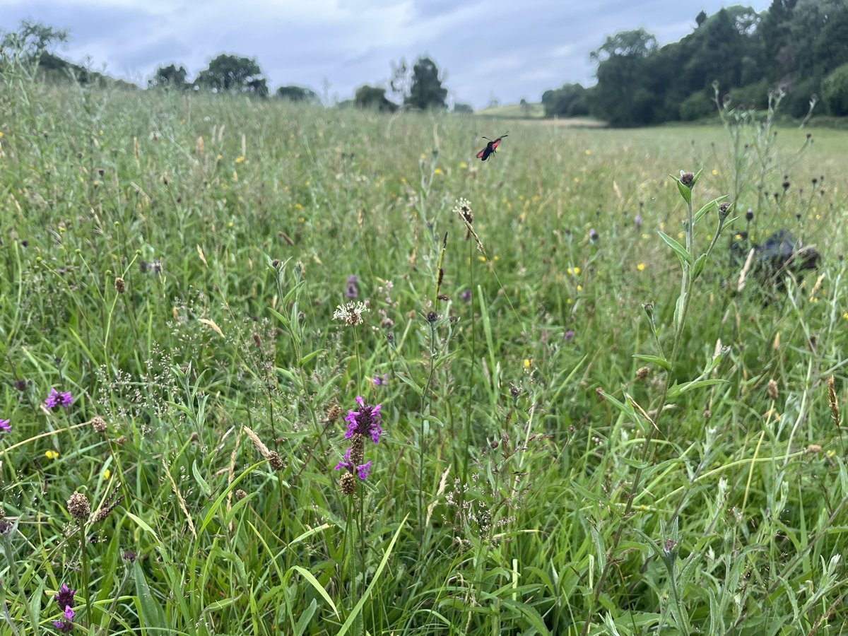 joshual951's tweet image. A day early for #NationalMeadowsDay, but just look at this ancient wildflower meadow I stumbled upon in Staffordshire the other day!
Grasslands should be full of life like this beauty, but often fall silent. Restoring them is vital if we want to see nature recover 🌱❤️