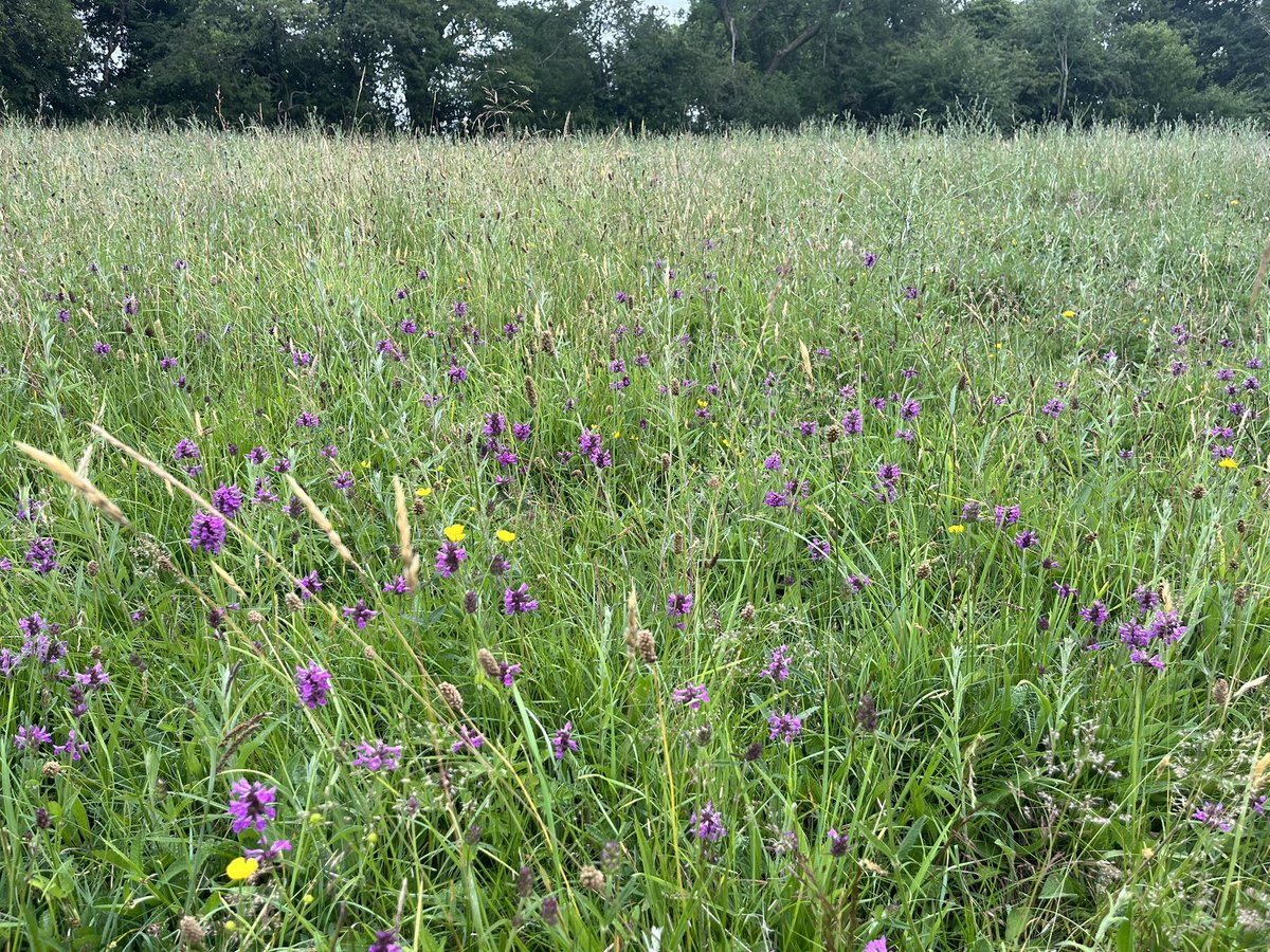 joshual951's tweet image. A day early for #NationalMeadowsDay, but just look at this ancient wildflower meadow I stumbled upon in Staffordshire the other day!
Grasslands should be full of life like this beauty, but often fall silent. Restoring them is vital if we want to see nature recover 🌱❤️