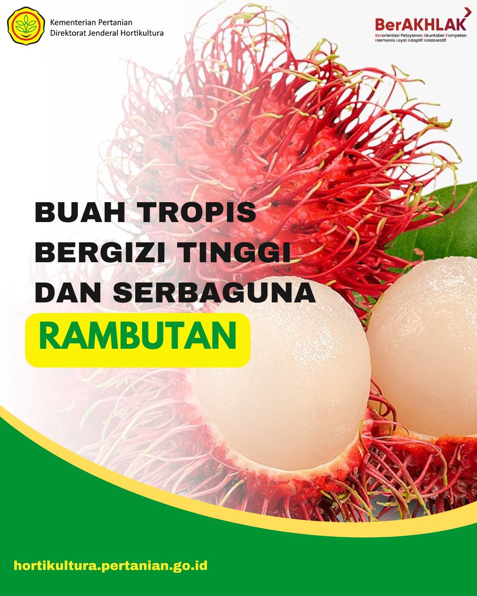 ditjenhorti's tweet photo. Rambutan bukan hanya enak, tapi juga serbaguna!

Dibudidayakan karena gizinya tinggi dan bisa jadi tanaman hias di pekarangan.

#manfaat #Tips #Depan #kerjaan #Kerja #perkarangan #Rambutan https://t.co/lk0uoS0Wip