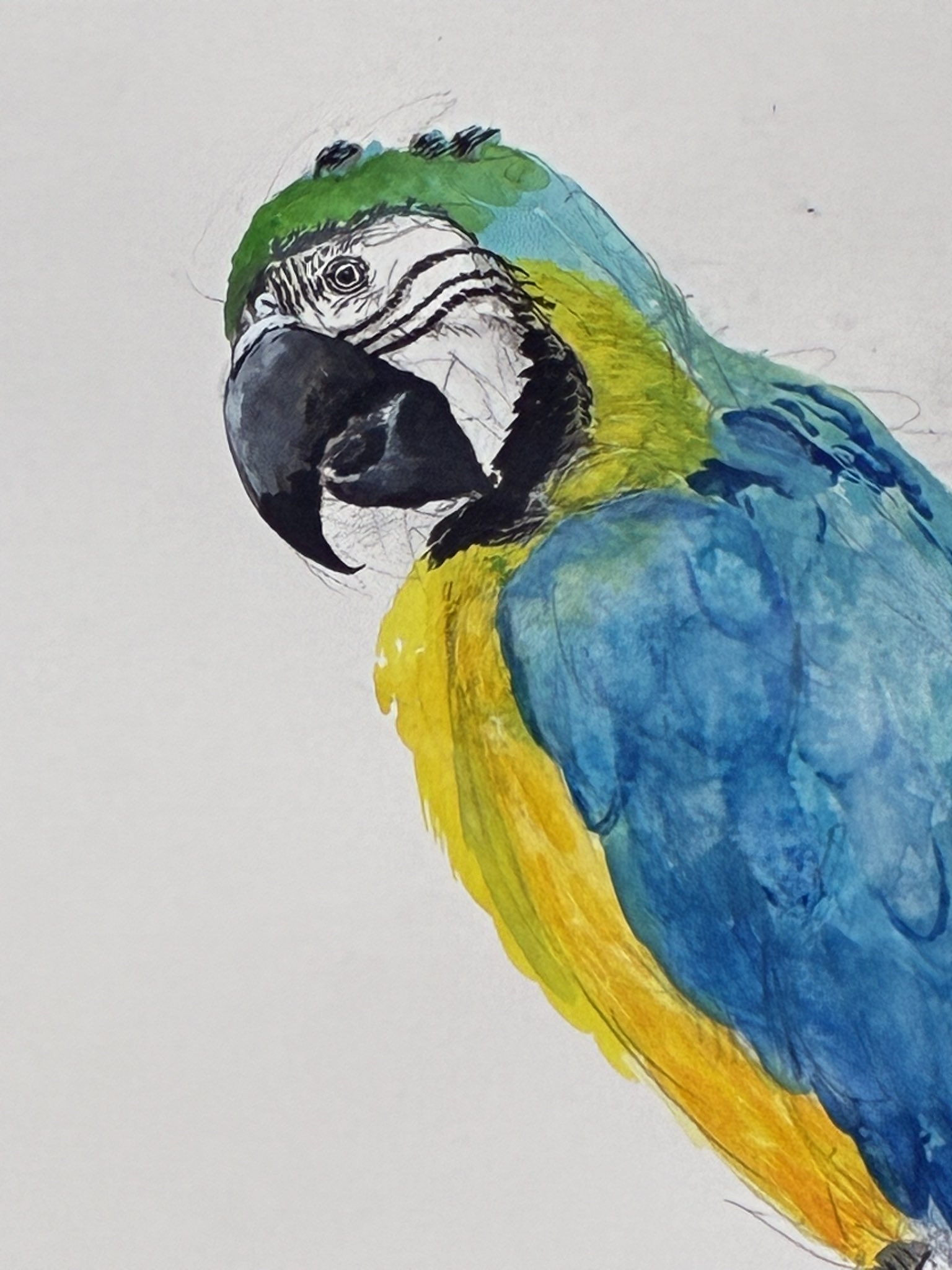 コンゴウインコオウム赤オウム水彩画アート絵画動物鳥オリジナル