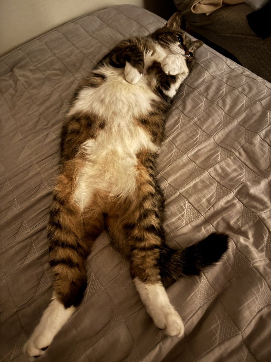 1週間やりきったぜにゃお…