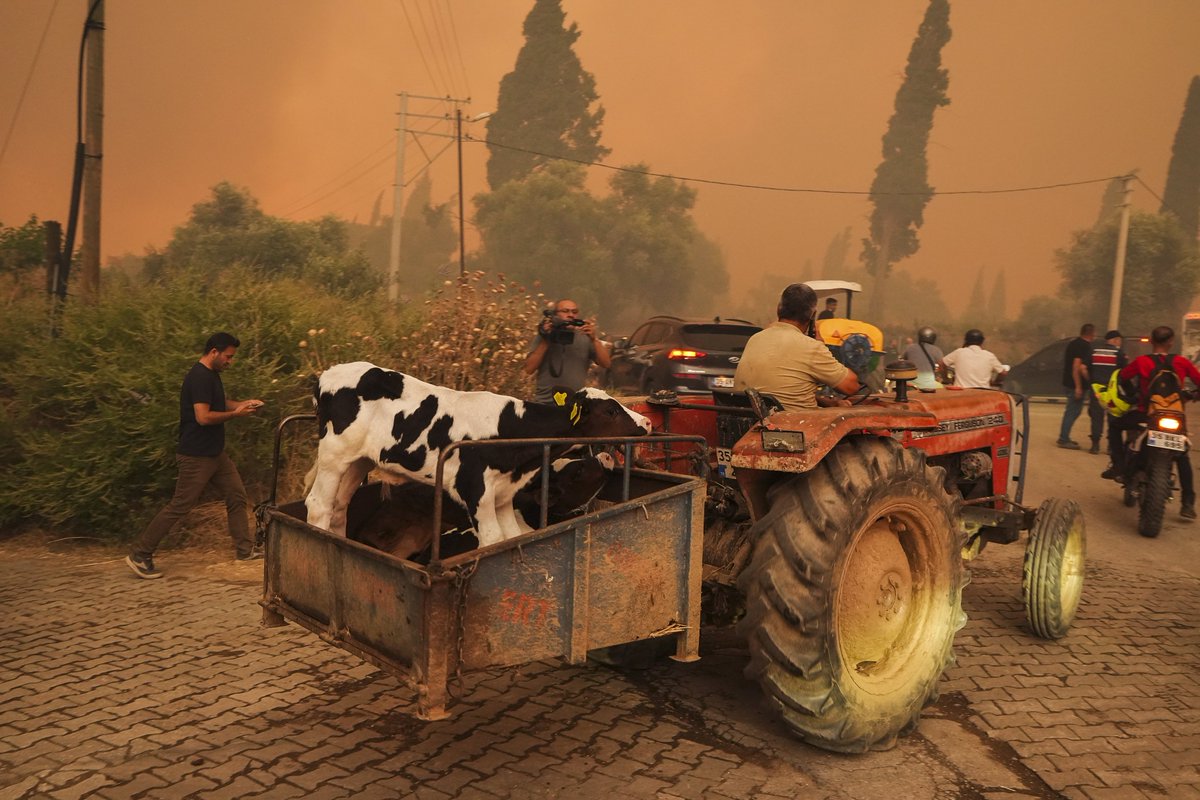 İzmir Ödemiş’te halk, hayvanlarını yangından kurtarmak için seferber oldu.