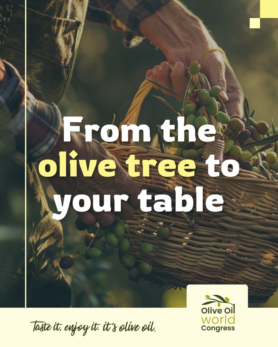 OliveOilWC's tweet photo. 🌿🫒 Olive Oil: Centuries of Tradition in Every Drop.
 It takes 4–5 kg of olives to make 1L of liquid gold. Families, harvests, history, and flavour. 💚
 Have you ever visited an olive mill? Tell us!
 #OliveOil #Gastronomy #Tradition https://t.co/OVary019vh