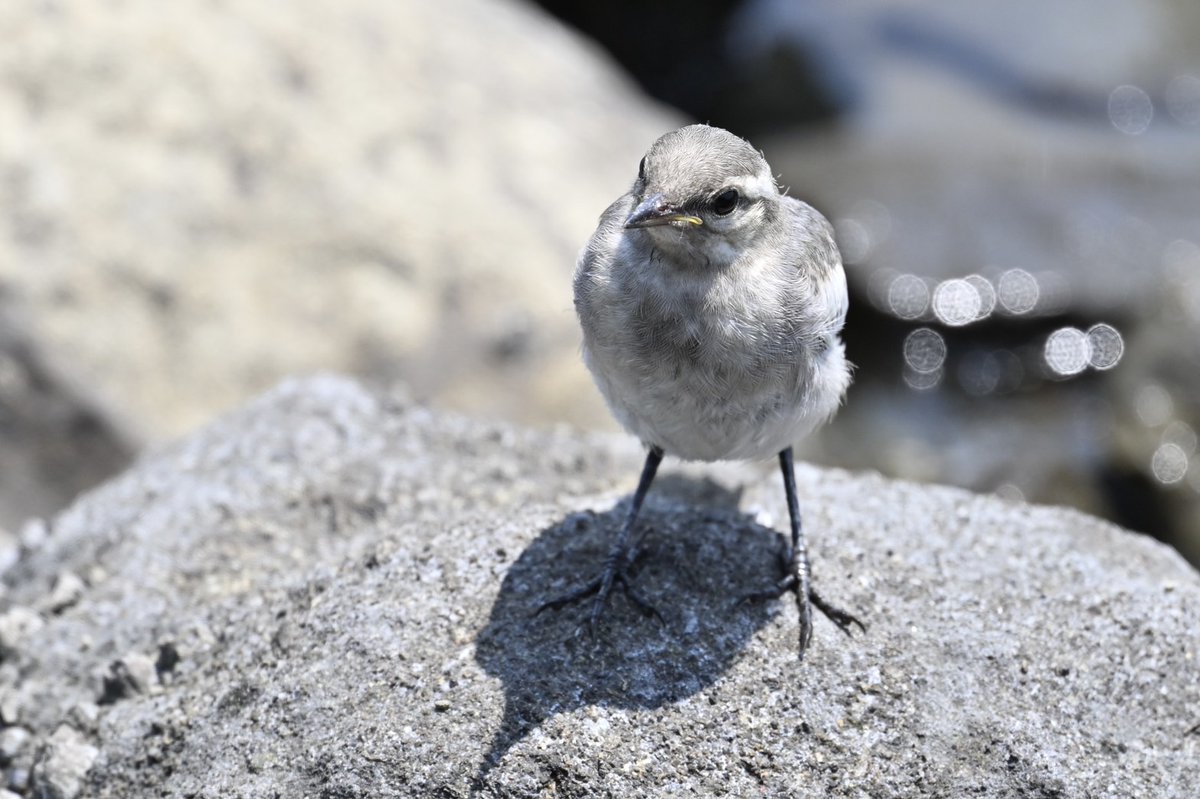 birdwatching283's tweet photo. ぽよぽよの幼鳥に出会いました。
#野鳥写真 #社会人 #サークル #バードウォッチング #友達作り #趣味 #鳥活 #ハクセキレイ #幼鳥 #かわいい https://t.co/lALzA9td1P