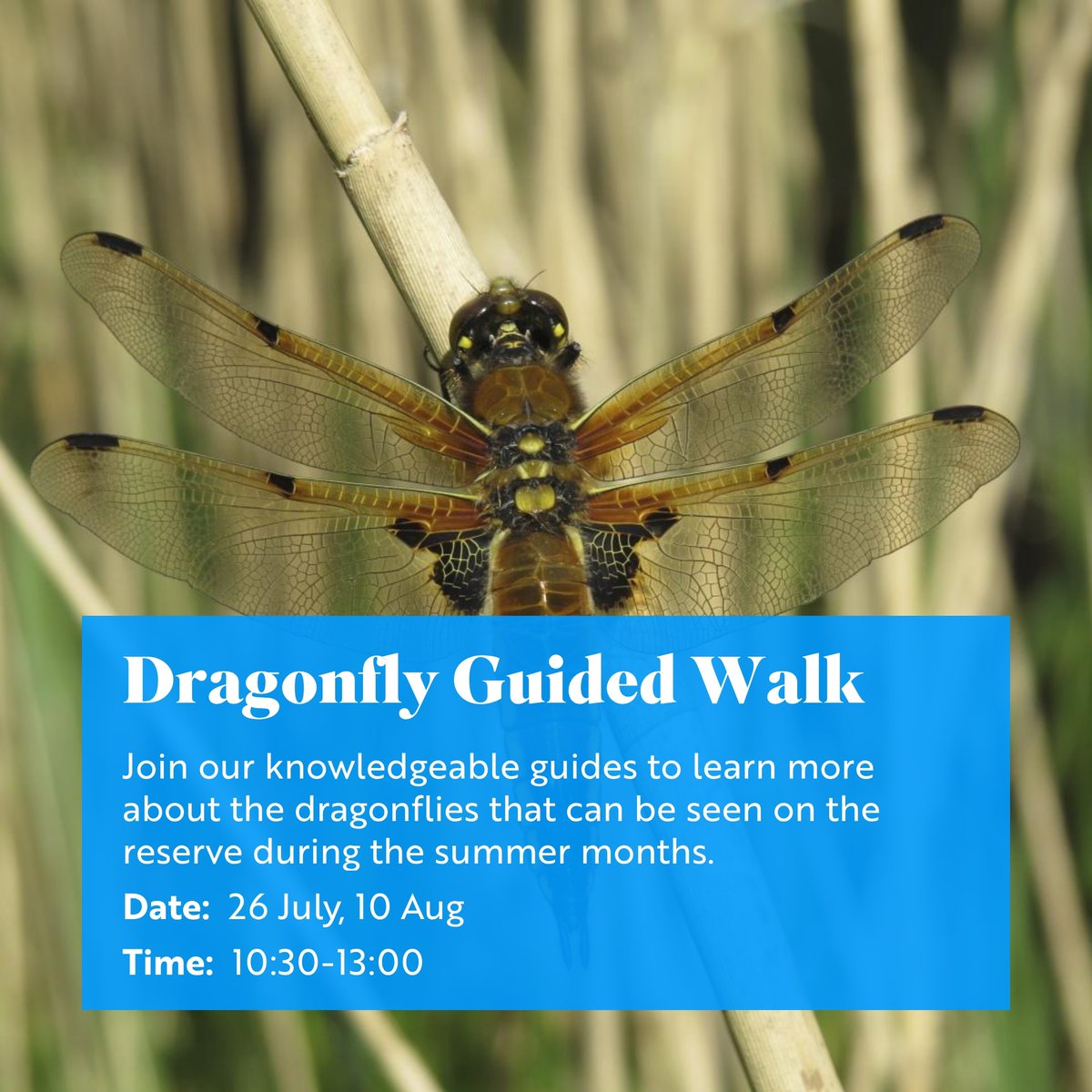 RSPBRainham's tweet photo. Dragonfly Guided Walk. https://t.co/IEHVIsFGwC