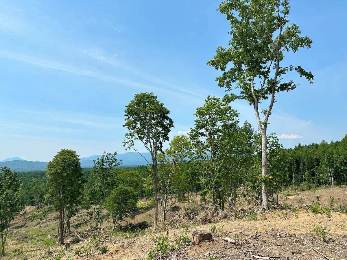 札幌市有林の白旗山では保持林業を実践！視察してきました。カラマツ・トドマツ人工林を伐採する際に、混交していた広葉樹の一部を残し、カラマツ・トドマツで再造林されています。伐採区の面積や分散と併せて、生物多様性保全と木材生産の両立が図られています。
#保持林業 #人工林 #生物多様性