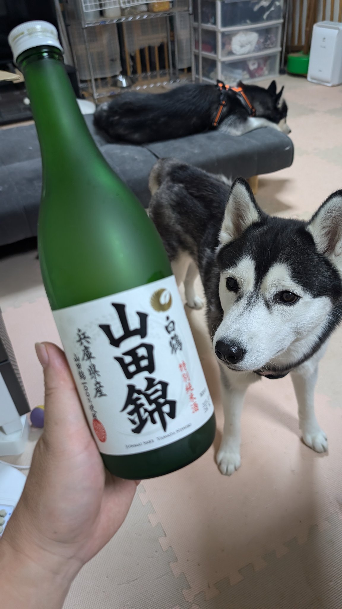 ブランド通販サイトをすべて ザビちゃん】【原画肉筆】ワン