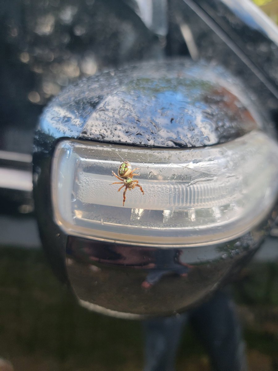 BenefactorsLab's tweet image. Our latest purposed organism; it has been designed to repair structural damage using it's webbing.