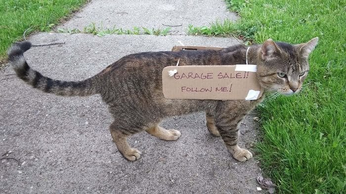cats with jobs 🛠 (@catworkers) on Twitter photo 