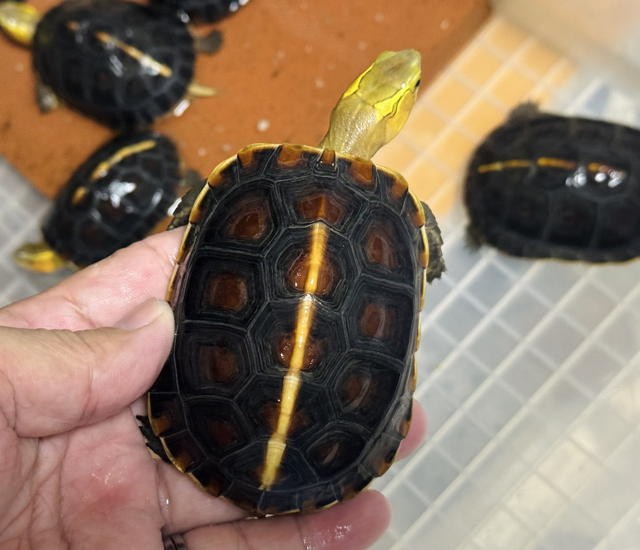 バクガメス SUPACAZ KAZZE | バイシクルセオ新松戸