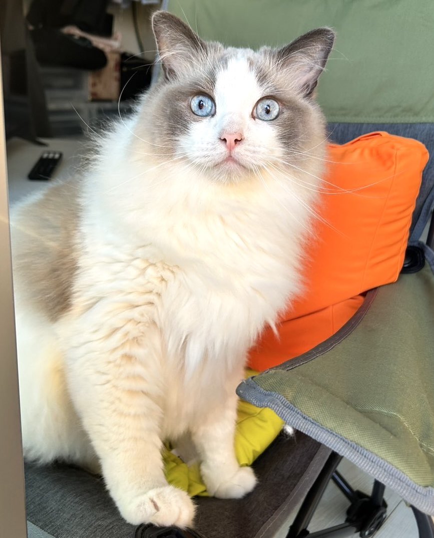 ビックリした猫

#ねこ #猫 #cat