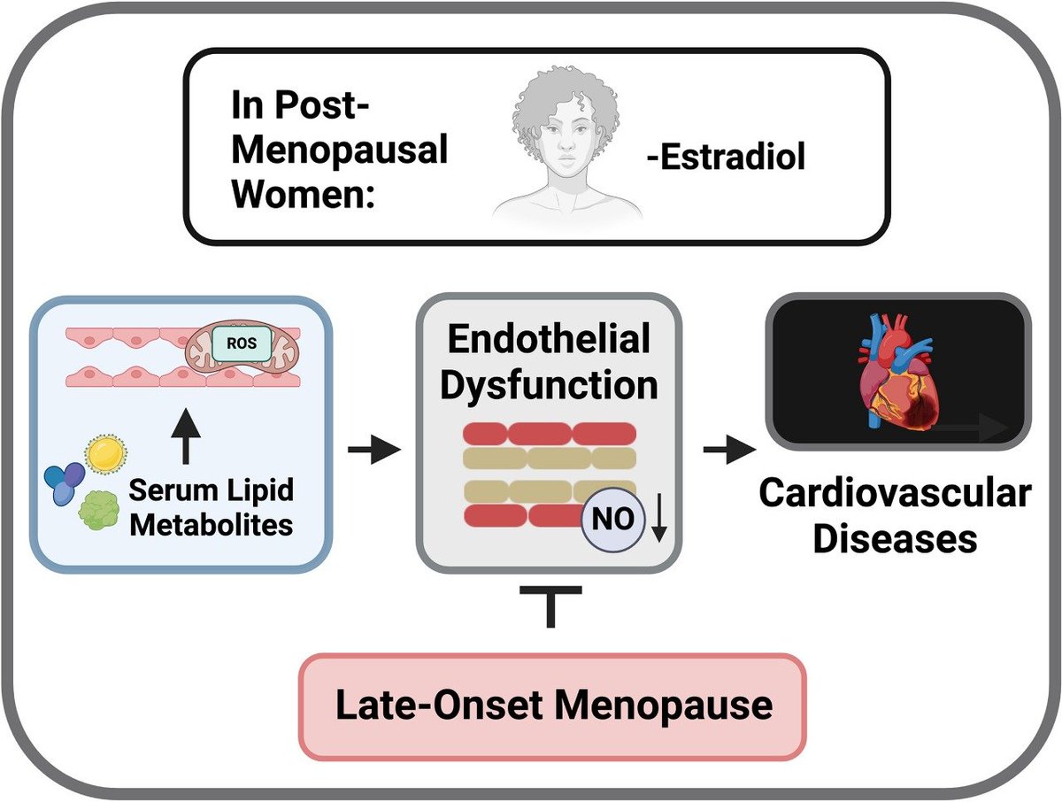 Endothelial function. Mitochondrial ROS. Lipid metabolites. All pointing to the idea that late-onset menopause might come with vascular advantages that haven’t been fully explored yet.

ahajournals.org/doi/10.1161/CI…

#cardiotwitter #AHA