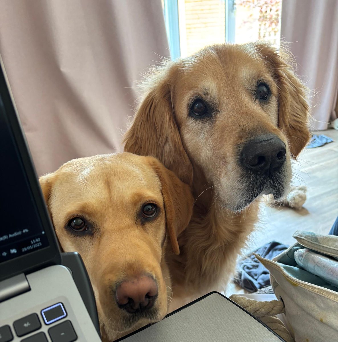 MedDetectDogs's tweet image. "Can I apply for a Medical Alert Assistance Dog if I already have a pet dog?"
This is a question we often get asked and the answer is yes, you can, we will assess each case individually for inhibition and distraction risks and where appropriate are happy to place a dog where…