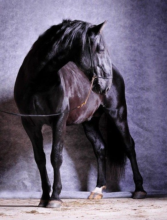 arthursrifle's tweet photo. man i love kladruper horses and their big roman noses https://t.co/eCmPlheYQE