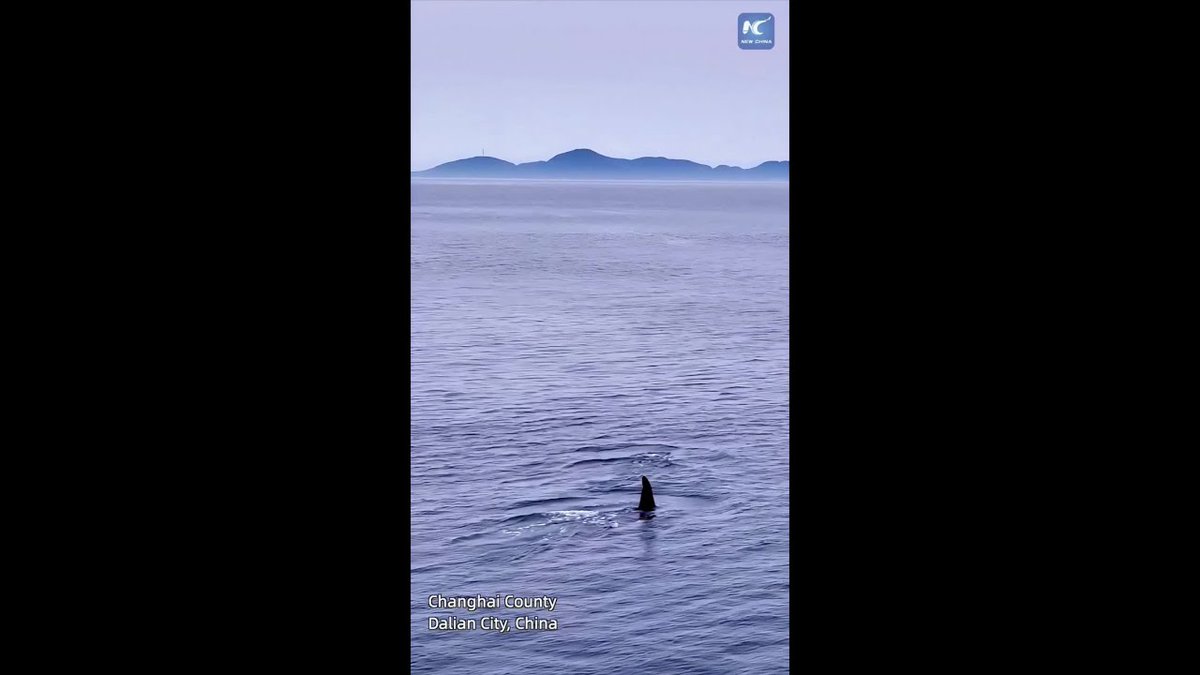 MC_org's tweet image. Rare sighting of orcas off the coast of Dalian in northeast China's Liaoning Province, it's the first recorded sighting of these majestic marine mammals in the area.
Sadly not all orcas in China roam free with 20+ in captivity, most on public display.
english.news.cn/20250704/d02c7…