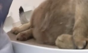 🥔🥐🐾😌🤎
#LEONLEE #Leon #리언