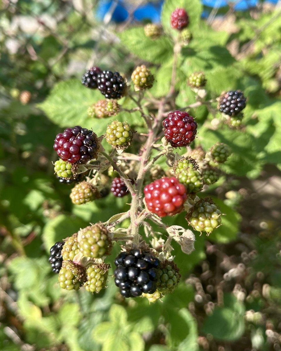 JimDavisOnAir's tweet image. Not quite ready, but it won’t be long! 😋 
#BlackberrySeason
#Foraging
#WindowOnYourWorld
#MellowMagic @LynnParsonsUK 
@magicfm