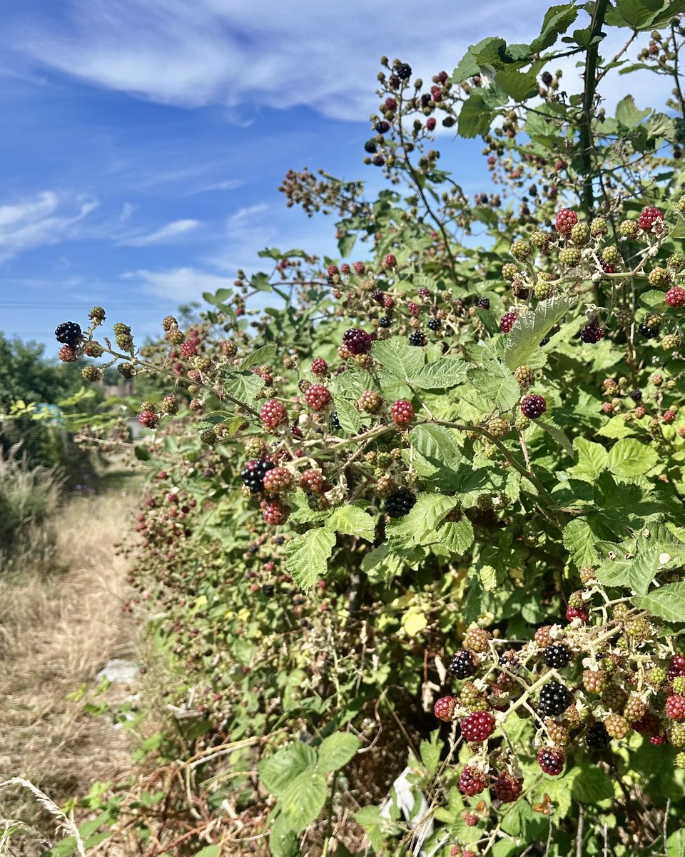 JimDavisOnAir's tweet image. Not quite ready, but it won’t be long! 😋 
#BlackberrySeason
#Foraging
#WindowOnYourWorld
#MellowMagic @LynnParsonsUK 
@magicfm