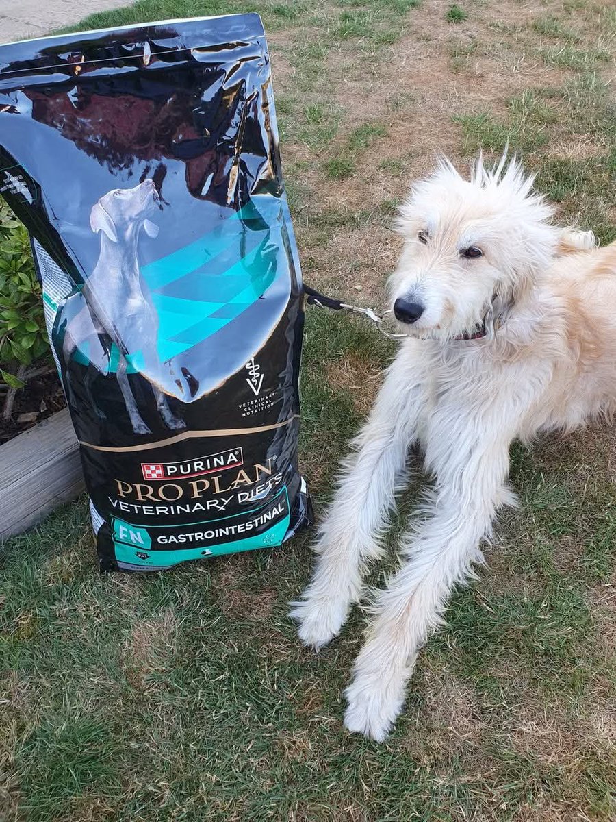 RAPID RAFFLE 🥳🥳🤩🥳
This is Charlie.
In our care. Poor Charlie has a very poorly ear, a huge haematoma that is taking ages to heal
Lovely prizes to win