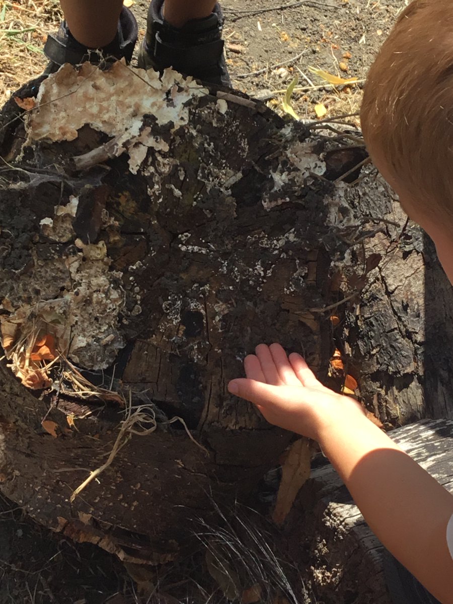In Jeffers class we have been exploring micro habitats in  our school grounds