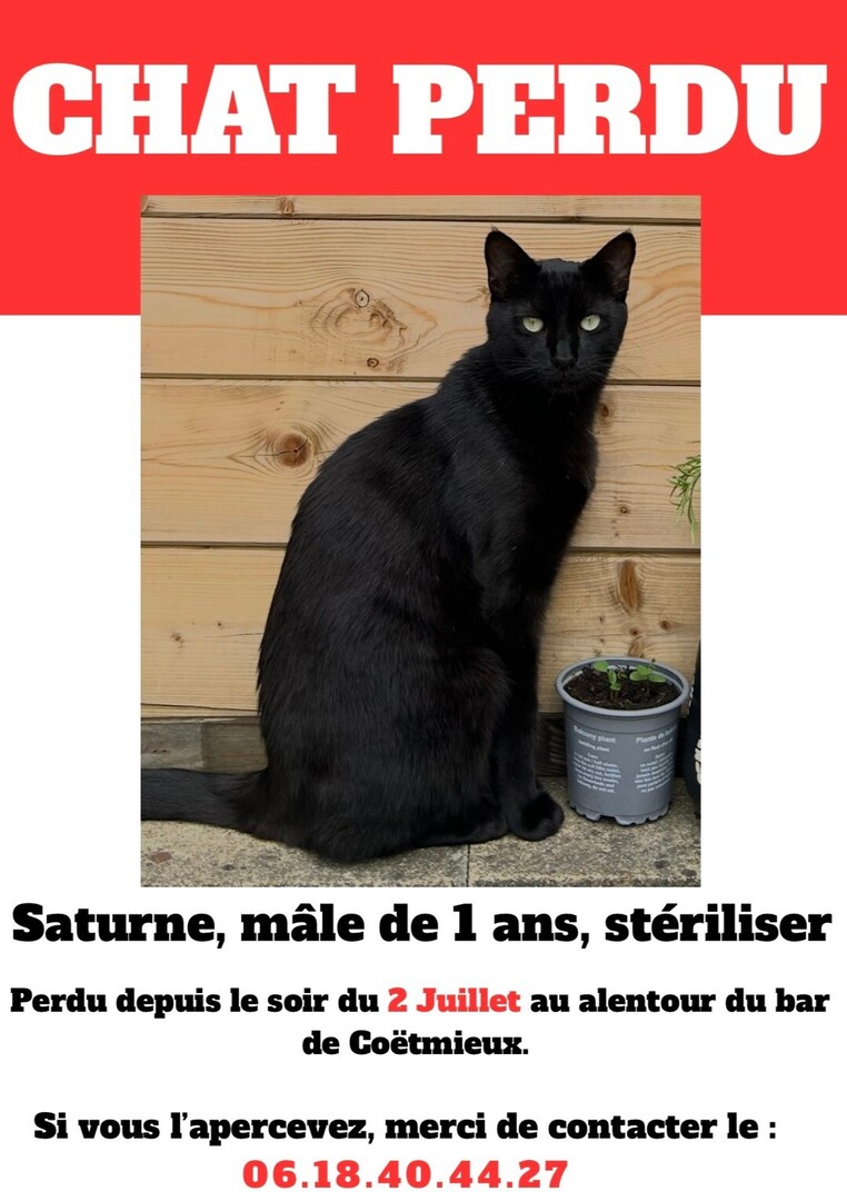 VigiPets.fr (@vigipets) on Twitter photo 🟠 🐱 Chat perdu le 01/07/2025 à Coëtmieux (22400).
Race : Européen / Âge : 1 an(s)
Saturne / Mâle / Identifié(e) : Non
☎️ 0618404427
📧 rivoilannina33@gmail.com
#VigiPets #chatperdu #chattrouve #chat #perdu #trouve 🟠 🐱 Chat perdu le 01/07/2025 à Coëtmieux (22400).
Race : Européen / Âge : 1 an(s)
Saturne / Mâle / Identifié(e) : Non
☎️ 0618404427
📧 rivoilannina33@gmail.com
#VigiPets #chatperdu #chattrouve #chat #perdu #trouve
