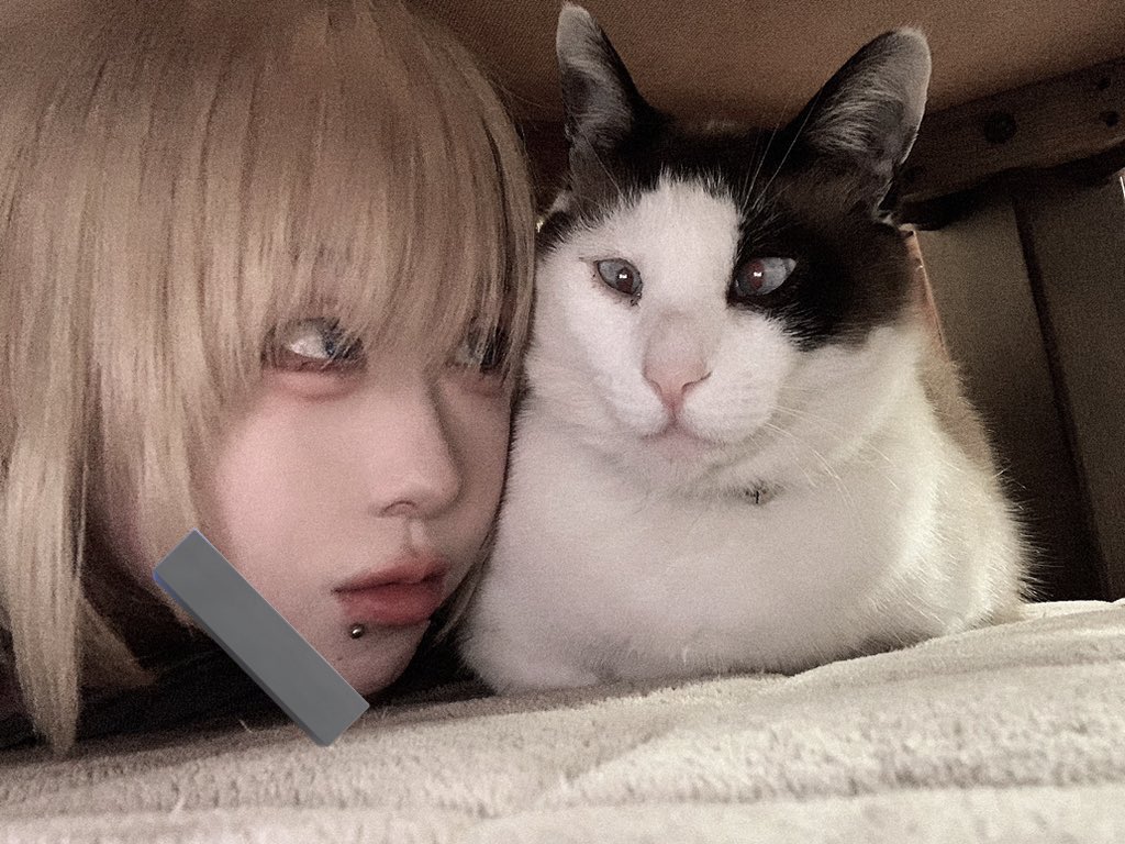 yoru_kamisama_'s tweet photo. にゃんこボーナス https://t.co/CK4G9ouOJX