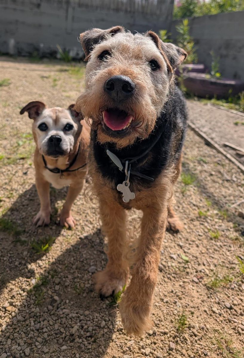 Penny (@penny2449) on Twitter photo Jake and Marley are older gents looking for a foster home together, they are both sweet and loving, will be great companions, only need short walks and a garden to potter in, all vets fees covered, more info from <a href="/BleakholtUK/">Bleakholt Official</a> Jake and Marley are older gents looking for a foster home together, they are both sweet and loving, will be great companions, only need short walks and a garden to potter in, all vets fees covered, more info from <a href="/BleakholtUK/">Bleakholt Official</a>